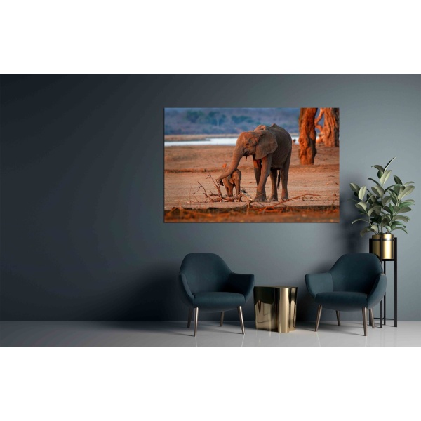 Canvas Print African Bush Elephant