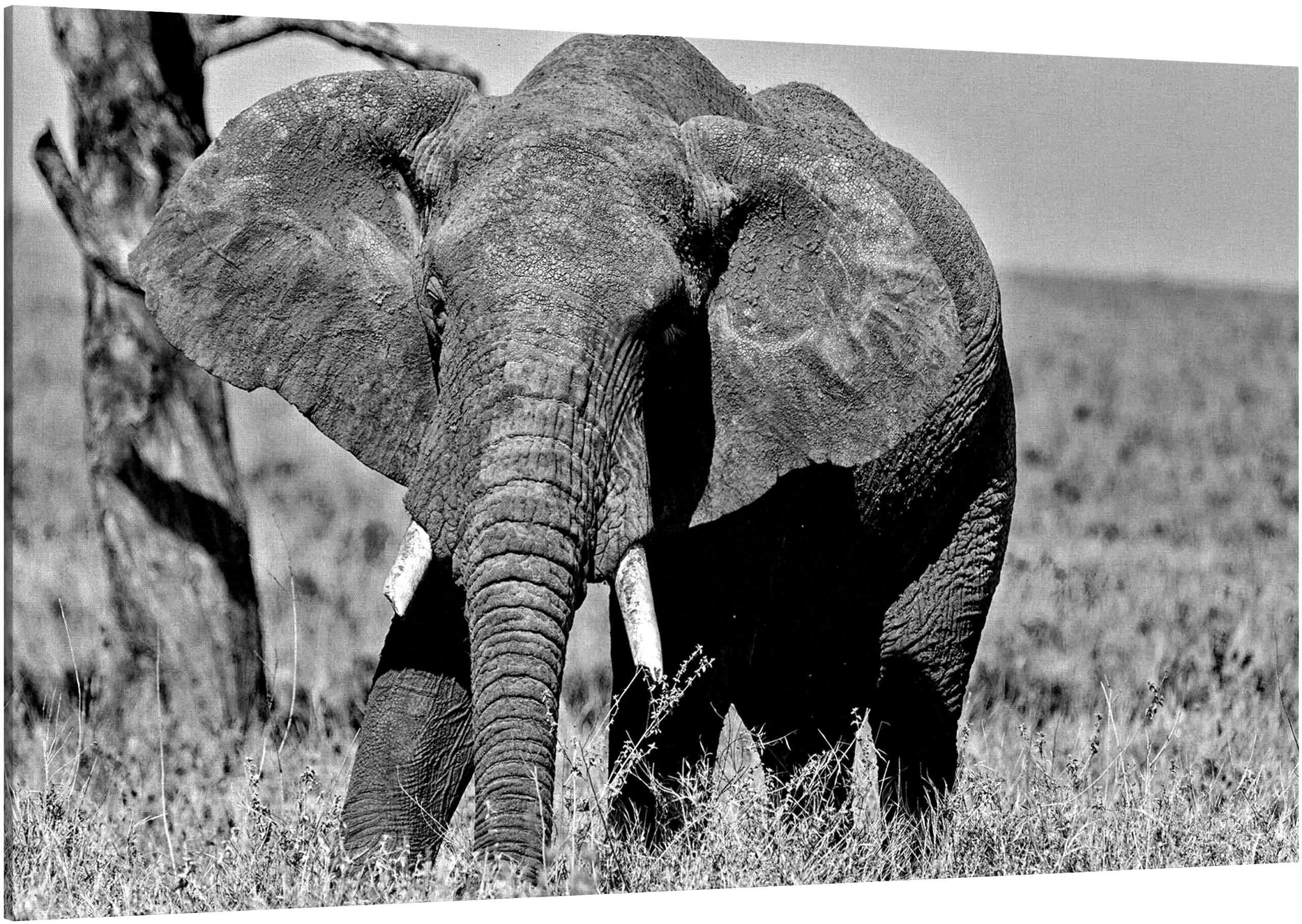Elephant Matriarch