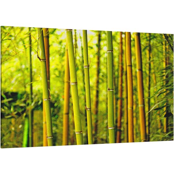 Olive Bamboo Forest