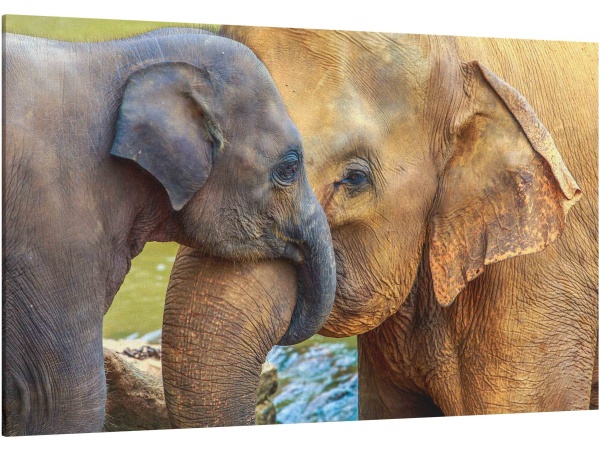 Elephant and Baby Elephant