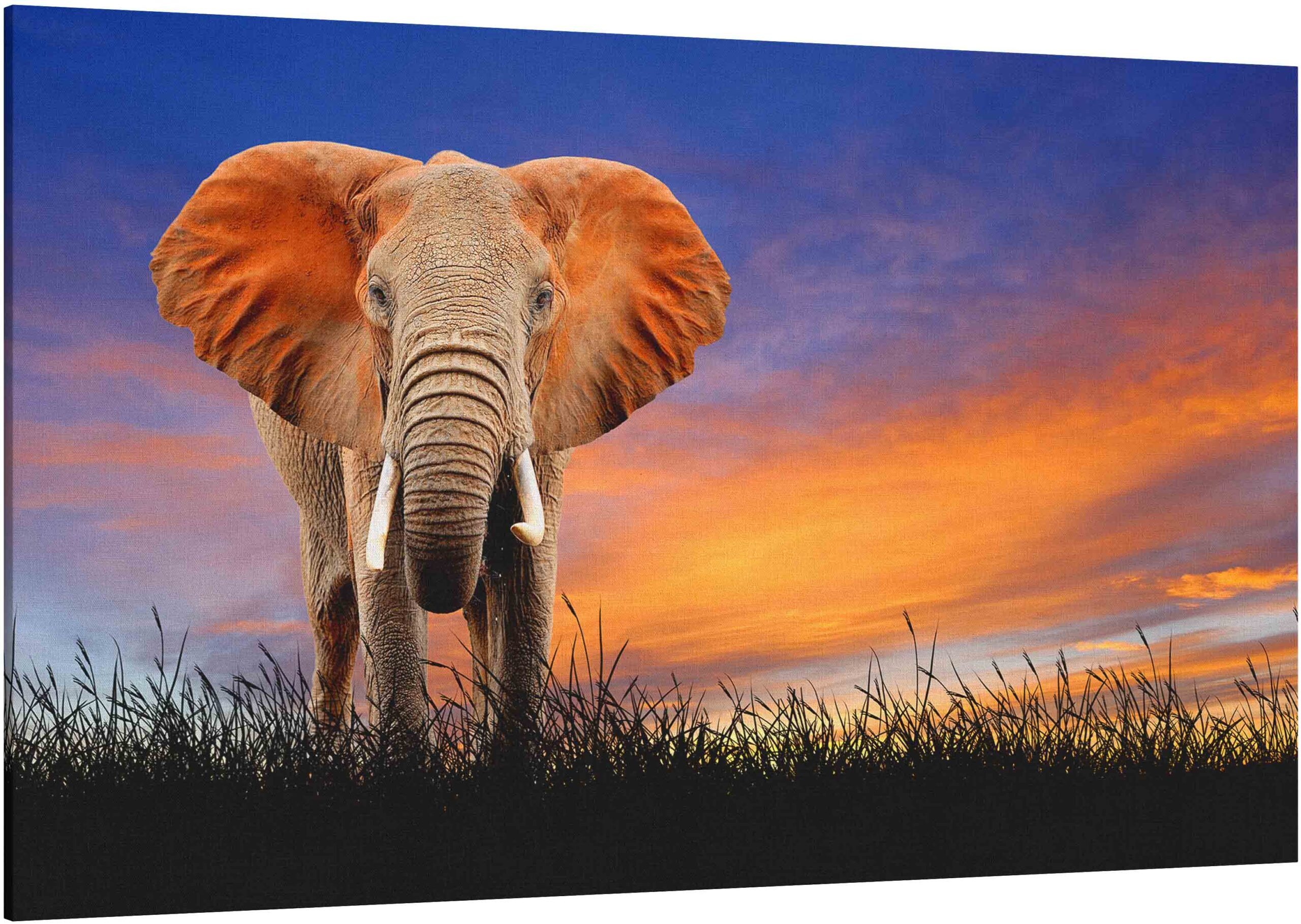 Canvas Print Elephant of sunset