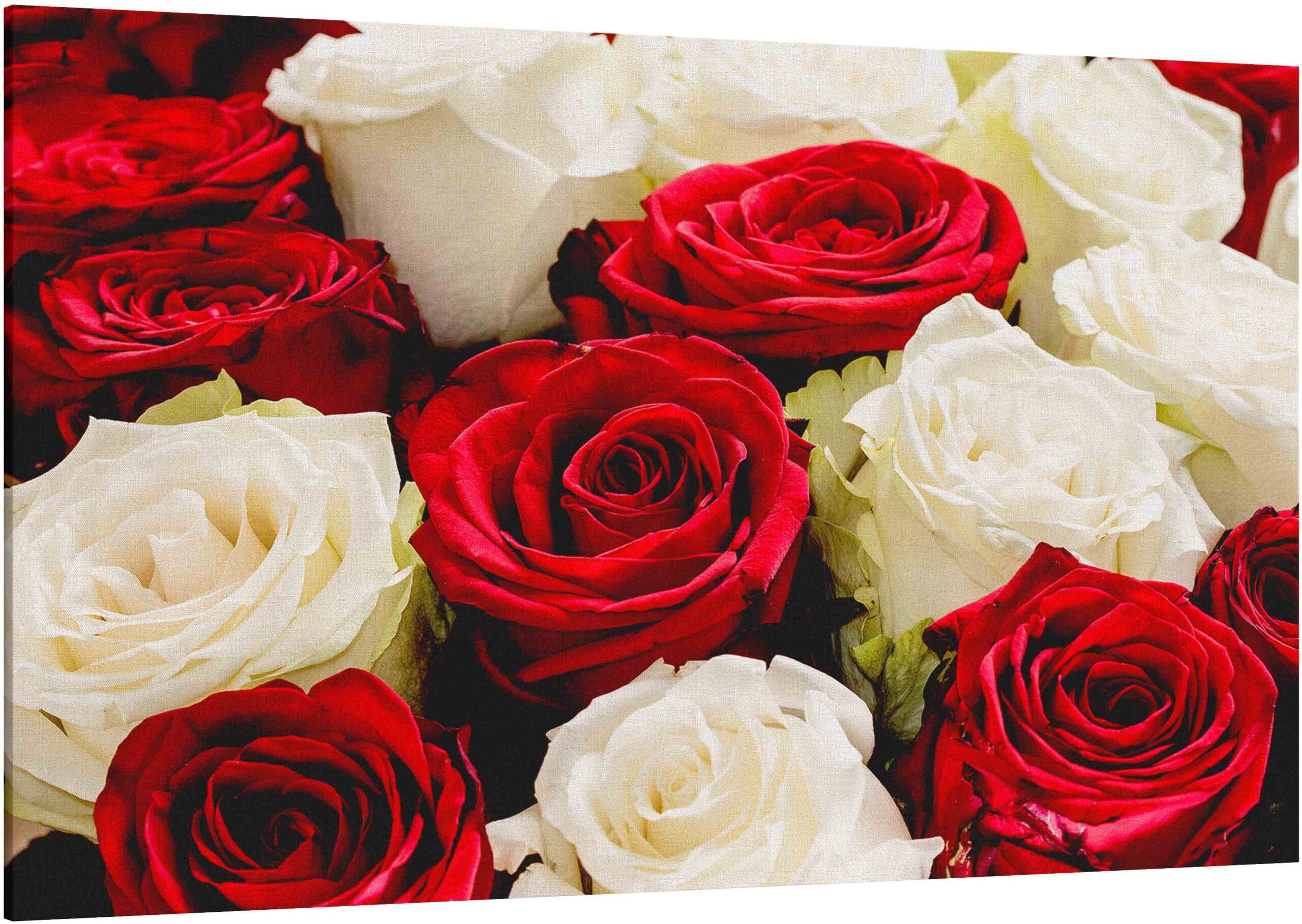 Canvas Print red and white roses