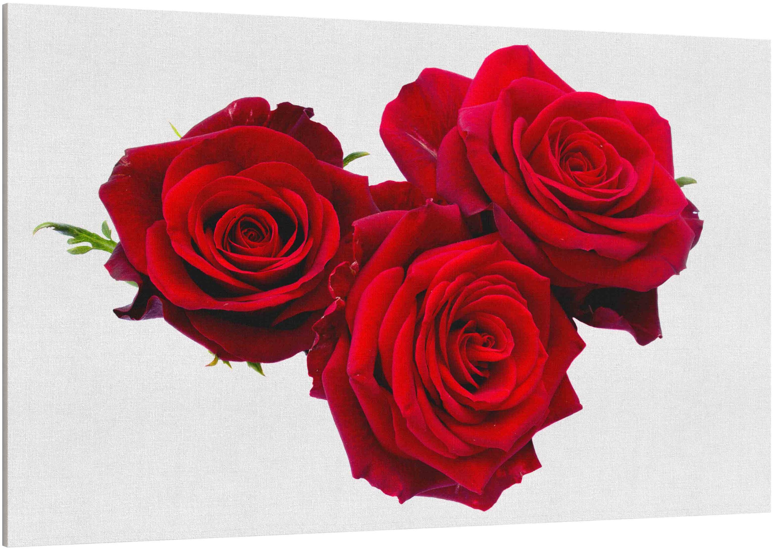 Canvas Print three dark red rosesCanvas Print three dark red roses