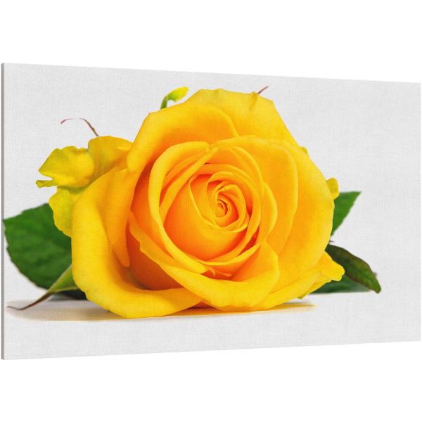 Canvas Print Yellow rose