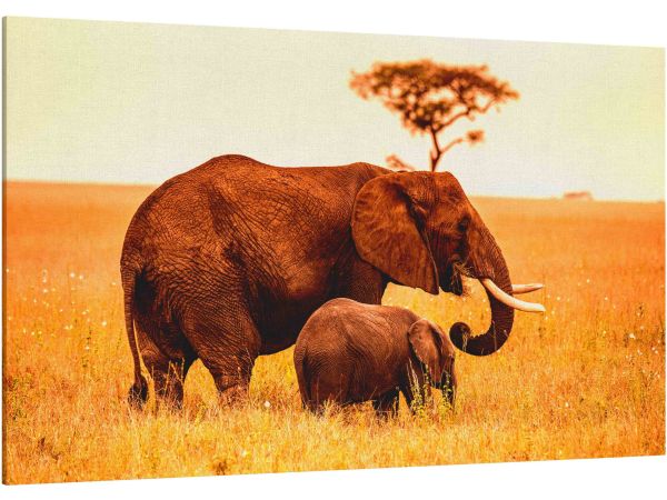 Canvas Print Parent African Elephant