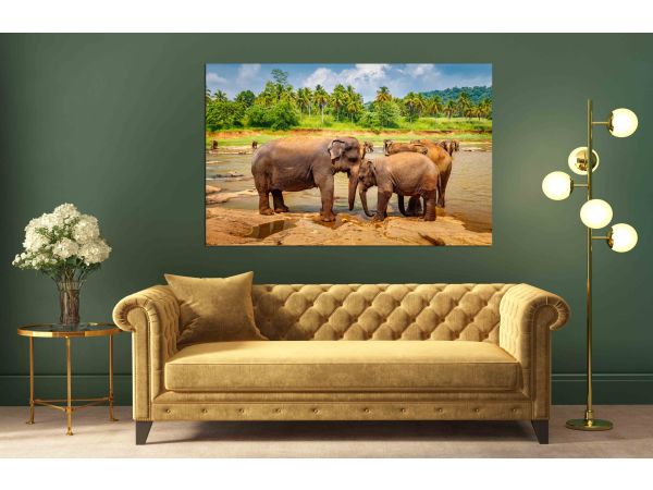 Canvas Print Pinnawala Elephant