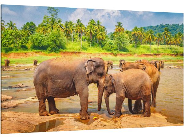 Canvas Print Pinnawala Elephant