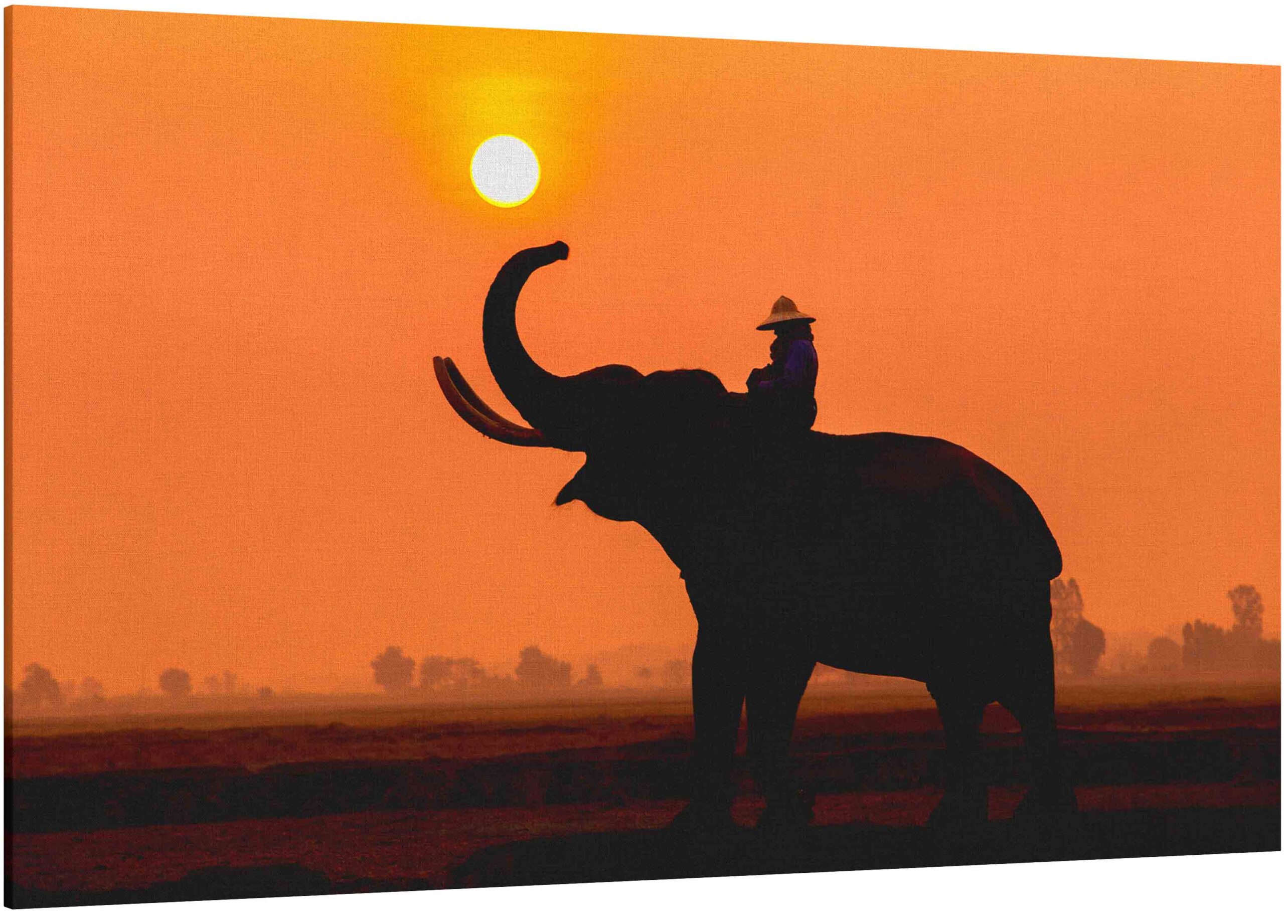 Silhouette elephant in the sunset.
