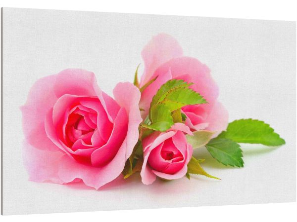Canvas Print Beautiful pink roses