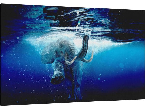 Canvas Print Swimming Elephant