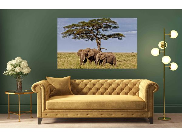Canvas Print Two female elephants