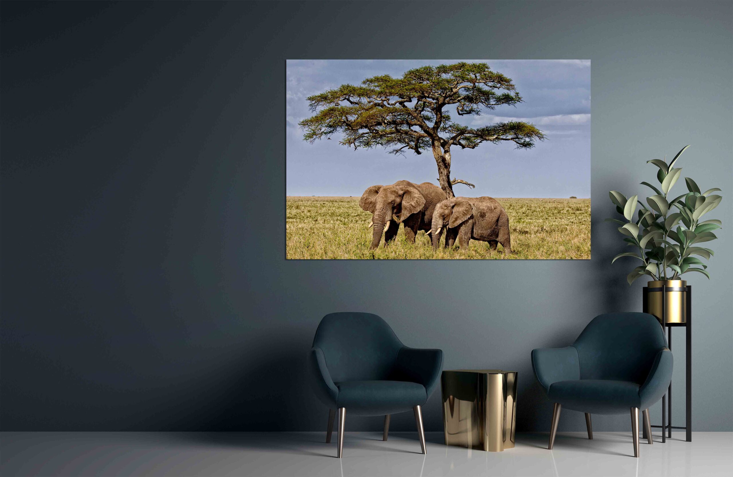 Canvas Print Two female elephants