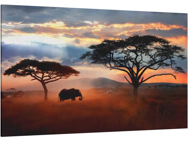 Canvas Print Wild African elephant