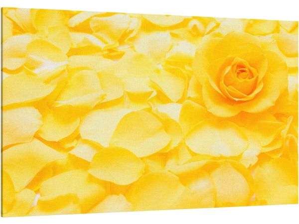 Canvas Print Beautiful yellow rose and petals