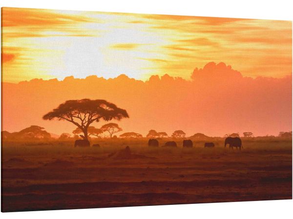 Canvas Print African elephants