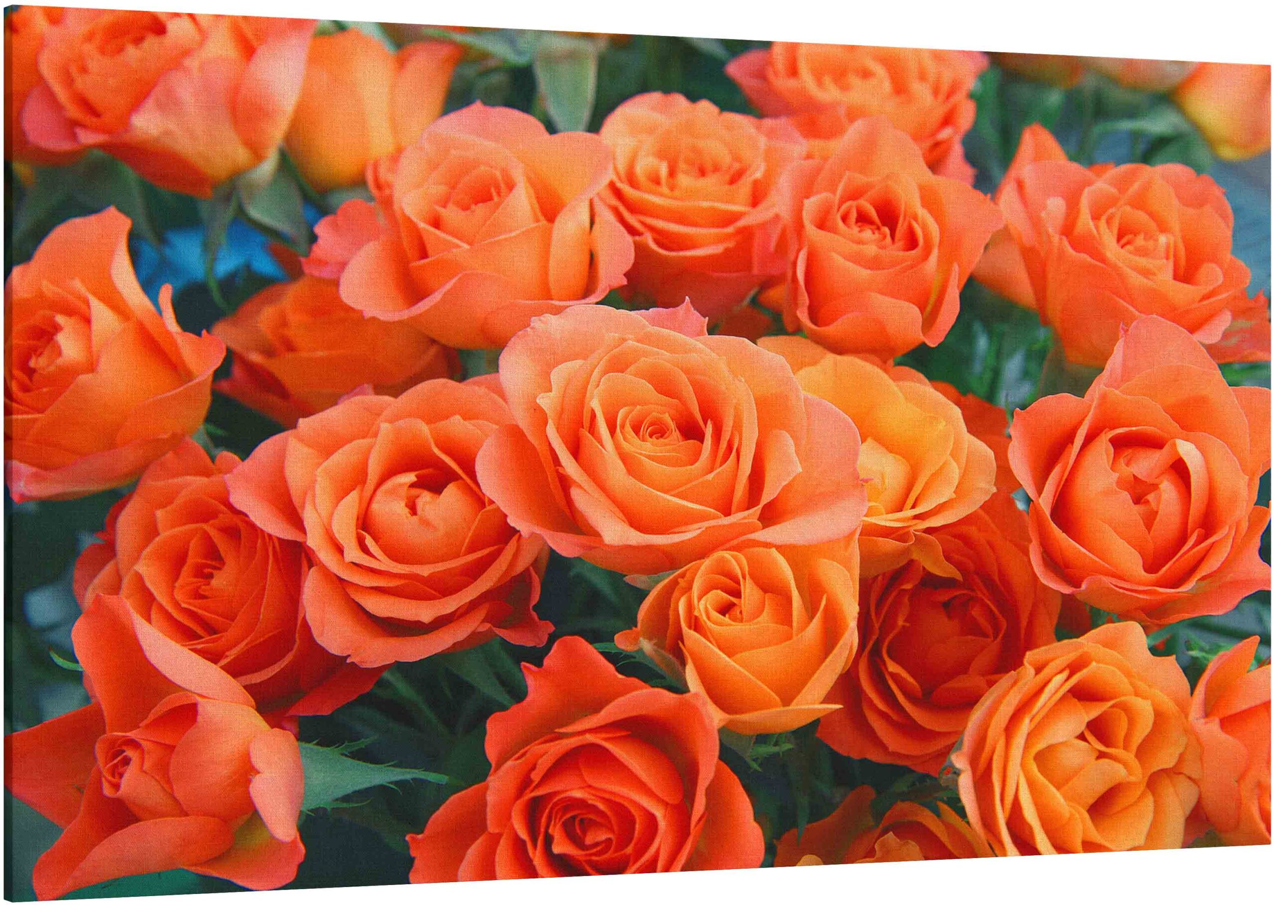 bouquet of orange roses
