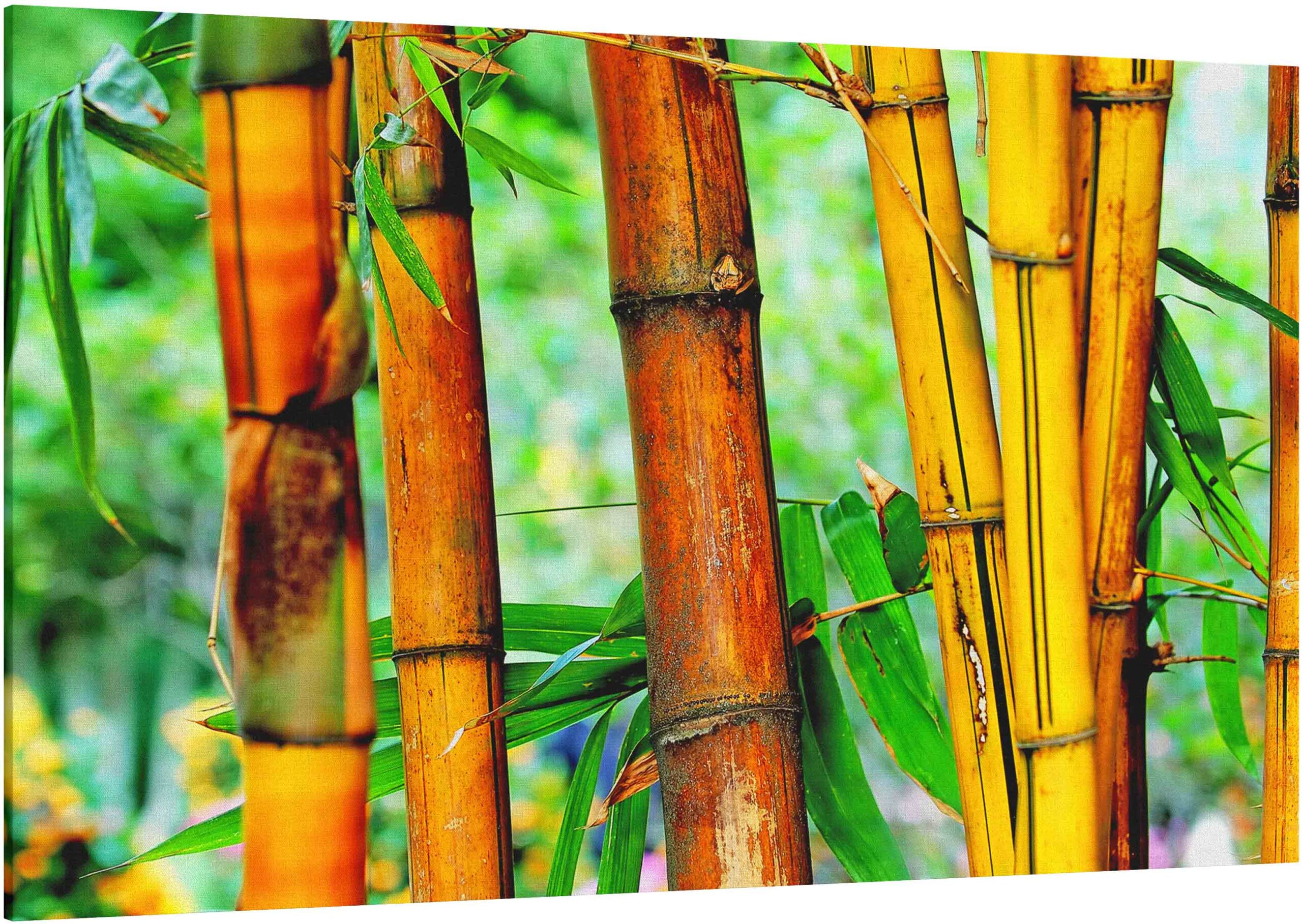 Asian Tan Bamboo