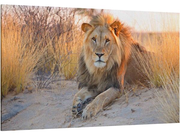 African lion Kalahari desert
