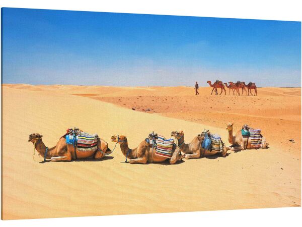 Camels in sand dunes